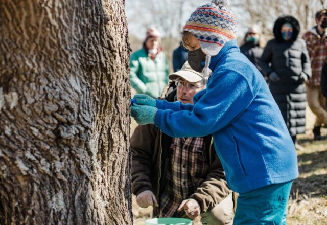 A man kneels down in front of a tree and helps a young boy tap the tree for maple syrup. A group of onlookers watches. Everyone is wearing warm clothing.