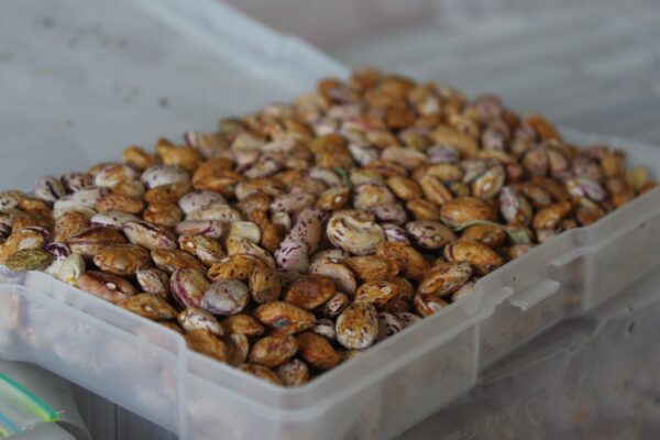 Up close photo of dried beans in a white plastic container.