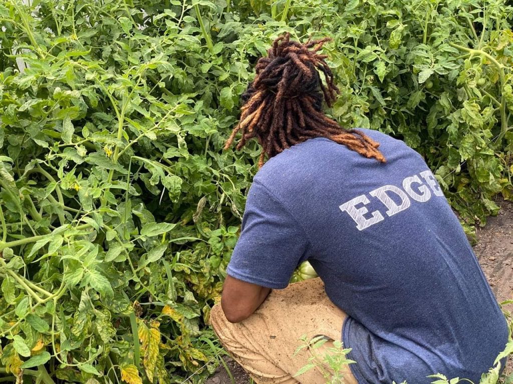A person kneels down next to tomato plants in a field.