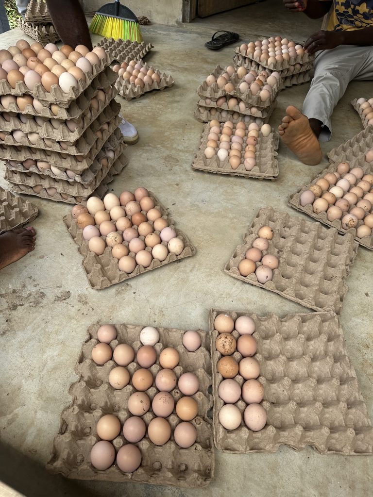 Dozens of eggs stacked in cartons.