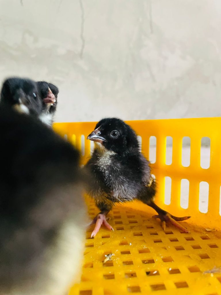 Chicks in a hatchery.